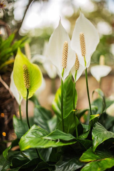 how to care for peace lily plant 12