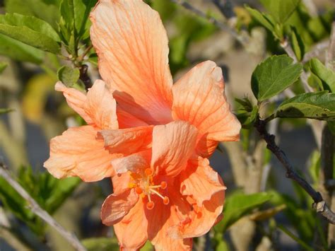 Hibiscus Rosa Sinensis Double Orange Tropical Hibiscus Tree Or