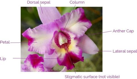 Orchid Anatomy And Terminology A Glossary Of Orchid Terms