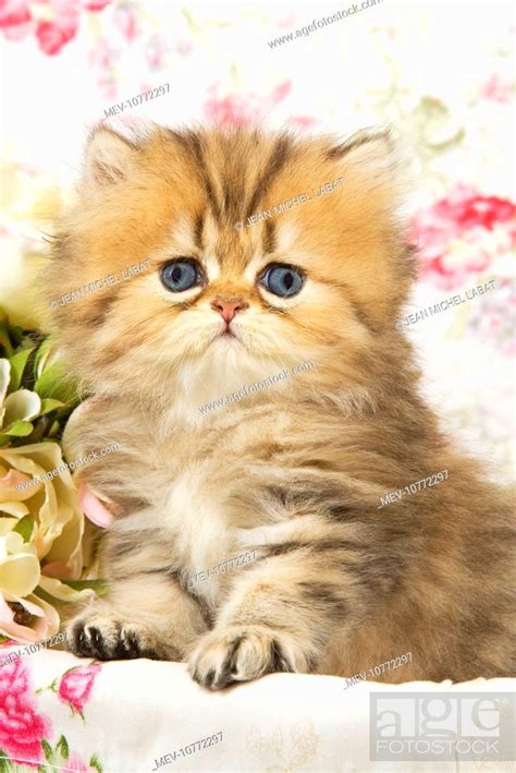 Cat Golden Shaded Persian Kitten Stock Photo Picture And Rights