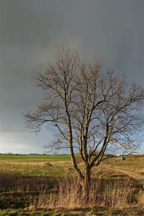 Free Images Landscape Tree Nature Grass Branch Cloud Sky Field