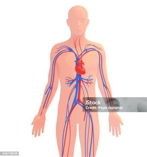 Foto De Ilustração Anatômica 3d Do Sistema Circulatório Humano E Mais Fotos De Stock De Coração