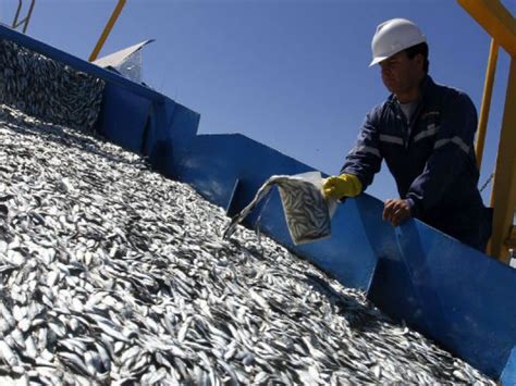 Sardina Mantiene Estable La Pesca En Sonora