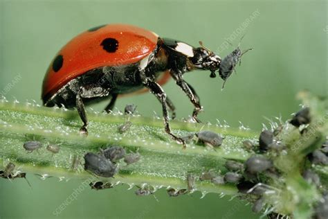 Aphids Ladybug