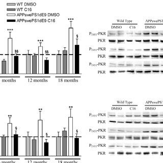 Tnf Levels Pg Mg Protein In Cortex And Hippocampus Of Mice Treated