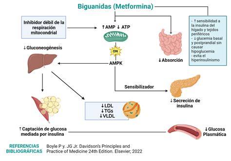 Mecanismo de acción de la Metformina BioRender Science Templates