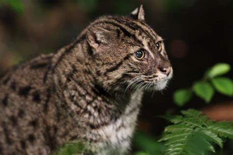 Fishing Cat A Z Animals