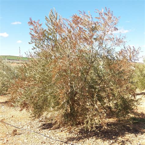 NUEVO BOLETÍN DE AVISOS FITOSANITARIOS Nº 02/2021 DE 09 DE FEBRERO DE