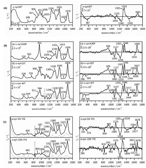 The Raman left and ROA right spectra of human wild type α synuclein