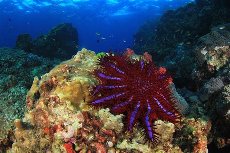 Crown-of-thorns Starfish - Oceana