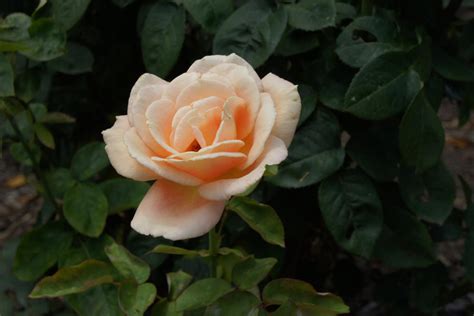 Biltmore Rose by lupinelover on DeviantArt