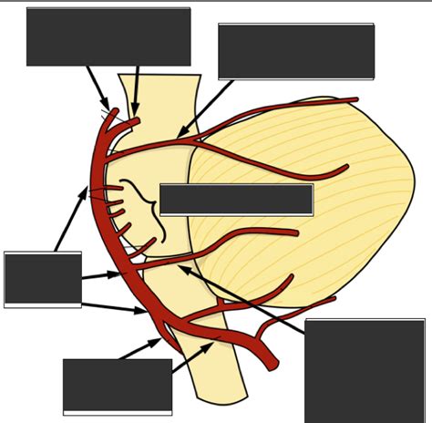 Cerebral Arteries (Yellow and Red Diagram) Diagram | Quizlet