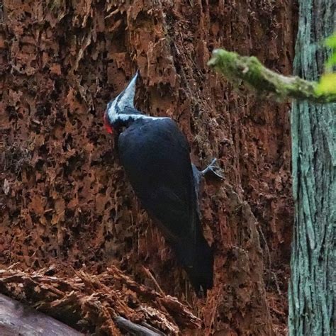 Pileated Woodpecker Dryocopus Pileatus 10 000 Things Of The Pacific Northwest