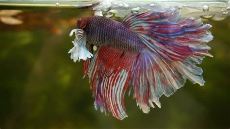 Переделываем нерестовик для петушков - YouTube