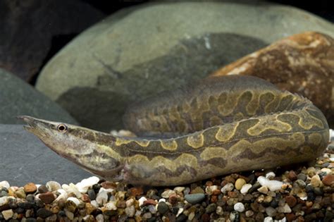 Tire Track eel - regular size - Bluegrassaquatics.com