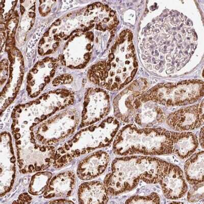 Erf Antibody Nbp By Novus Part Of Bio Techne