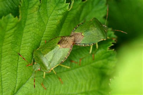 Gr Ne Stinkwanzen Ngid Naturgucker De Enjoynature Net