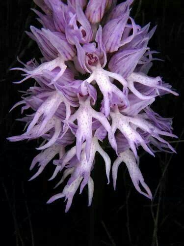 Orchis Italica Or The Naked Man Orchid Unusual Flowers Beautiful Orchids Amazing Flowers