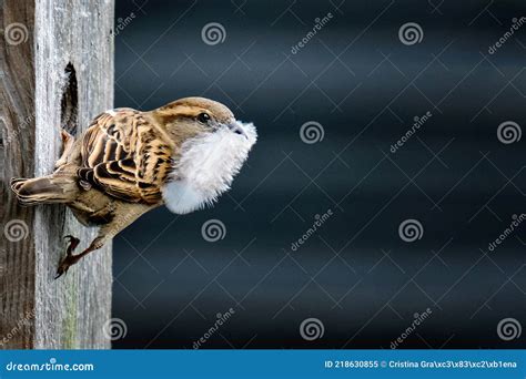 Female Sparrow Collecting Nesting Material Stock Image - Image of ornithology, outdoor: 218630855