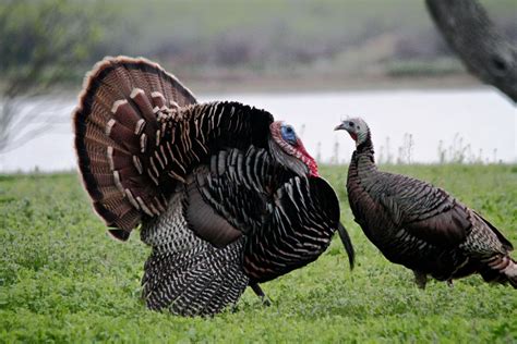 Rio Grande Turkeys At Buffalo Lake Refuge
