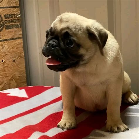 Adorable pug puppies for adoption