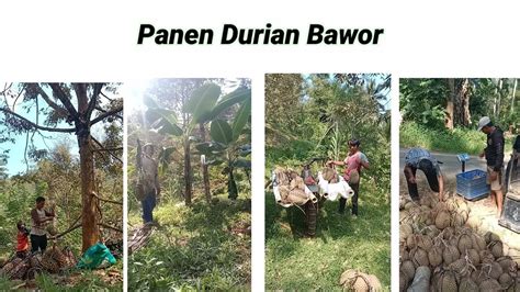 Panen Durian Bawor Di Kebun Pak Guru Youtube