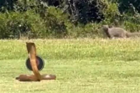 Kaalgat Nogal Twitter Reacts To Couple Caught Having Sex On Golf Course