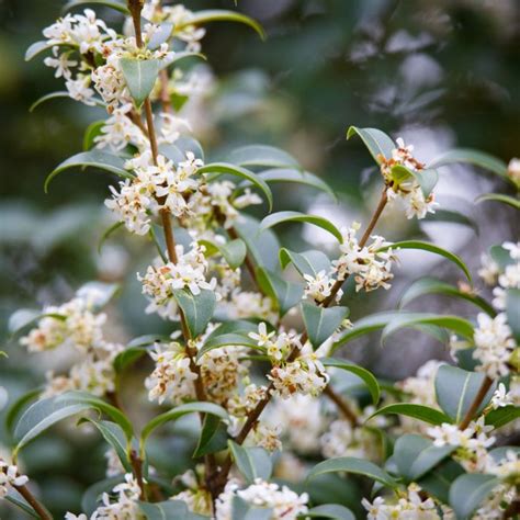 topiary ball   osmanthus burkwoodii
