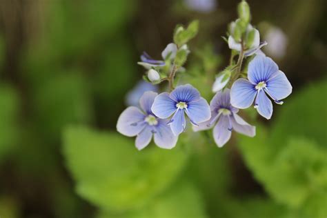 Великденче | Svetlana Simeonova | Flickr