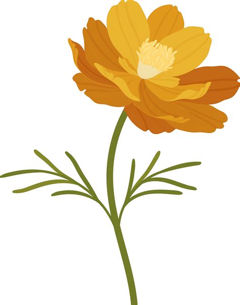 orange cosmos flower 4