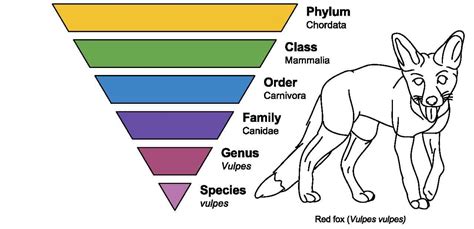 What Is A Dogs Kingdom Phylum Class Order Family Genus And Species