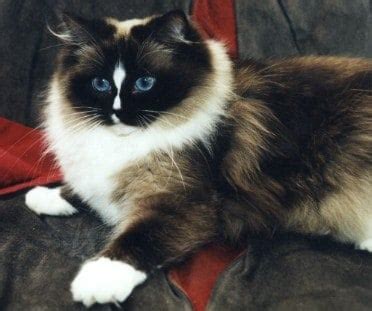 Ragdoll Patterns and Colors | Ragdoll Cat Fur Patterns & Colors