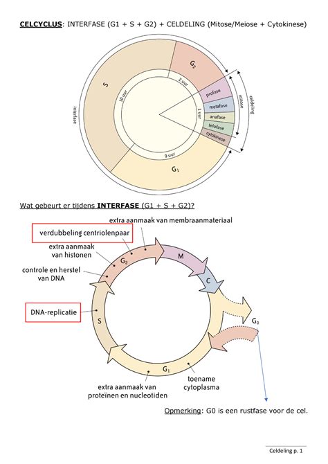 2 Mitoseandmeiose Samenvatting Celcyclus Interfase G1 S G2