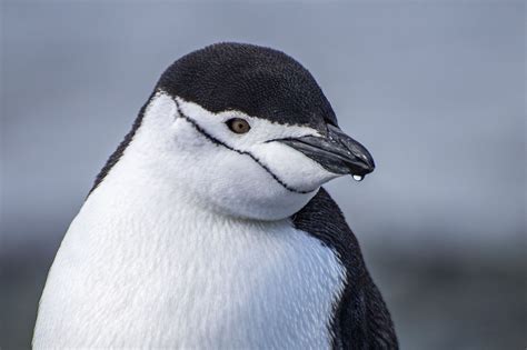 Discover the Different Types of Penguins in Antarctica - HolidayNomad.com