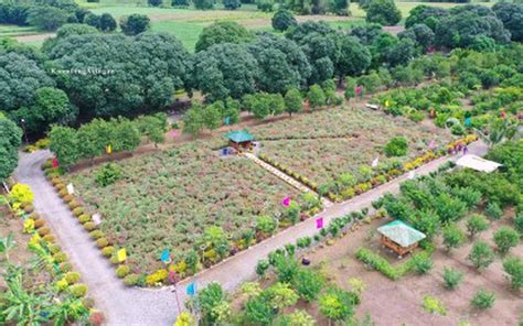 Pangasinan Town Reopens Agri Tourism Farm Living In Pangasinan Guide