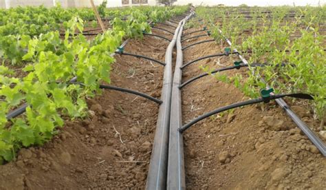 Masterful Drip Irrigation System Installation: Ultimate Guide - AgriThing.com