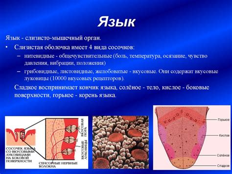 Функциональная анатомия пищеварительной системы - презентация онлайн