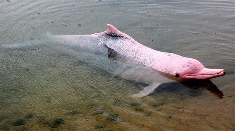 The Amazon Pink River Dolphin Blog Machu Travel Peru