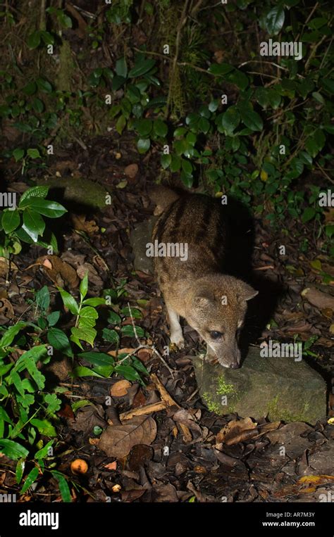 Fanaloka Ou Rayures De Civette Malgache Fossa Fossana Parc National