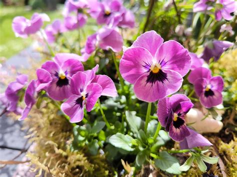 Pansy Flower Nature Free Photo On Pixabay Pixabay
