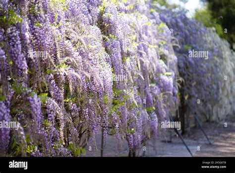 Green Wisteria Sinensis Hi Res Stock Photography And Images Alamy