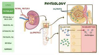 Rhabdomyolysis What Is It Causes Treatment And More Osmosis