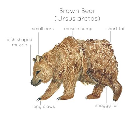 Anatomy of a Brown Bear by Teach Simple