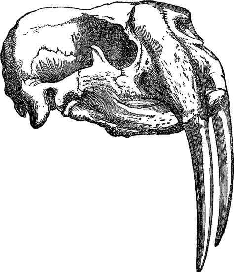 This Is A Beautifully Detailed Animal Skull Illustration Clip Art Library