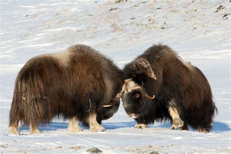 Moschusochse / Ovibus mochatus / Muskox II (Forum für Naturfotografen ...