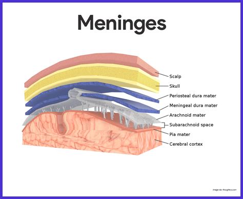 Nervous System Anatomy and Physiology | Nervous system anatomy, Basic ...