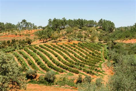 Tour De Bodegas Por El Algarve Desde Albufeira Civitatis