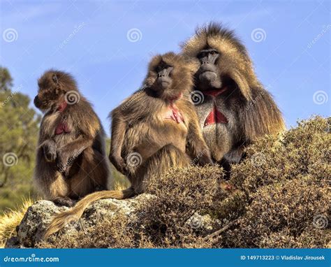 Group of Gelada, Theropithecus Gelada, in Simien Mountains of Ethiopia ...