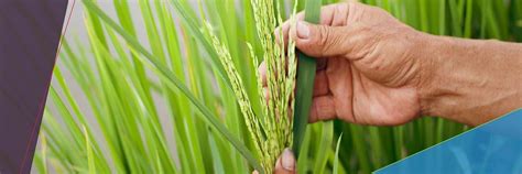 Crop Protection Bayer Indonesia