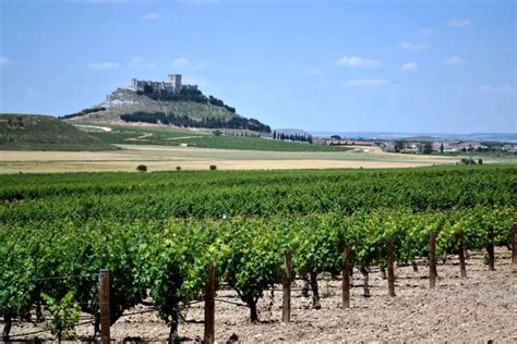 +10 Viñedos en España: Calidad y tradición que perdura ¡Conocelos!